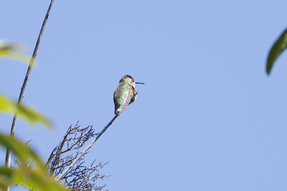 Anna's Hummingbird - ML620676932