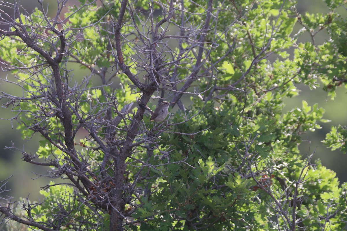 Bewick's Wren - ML620676937