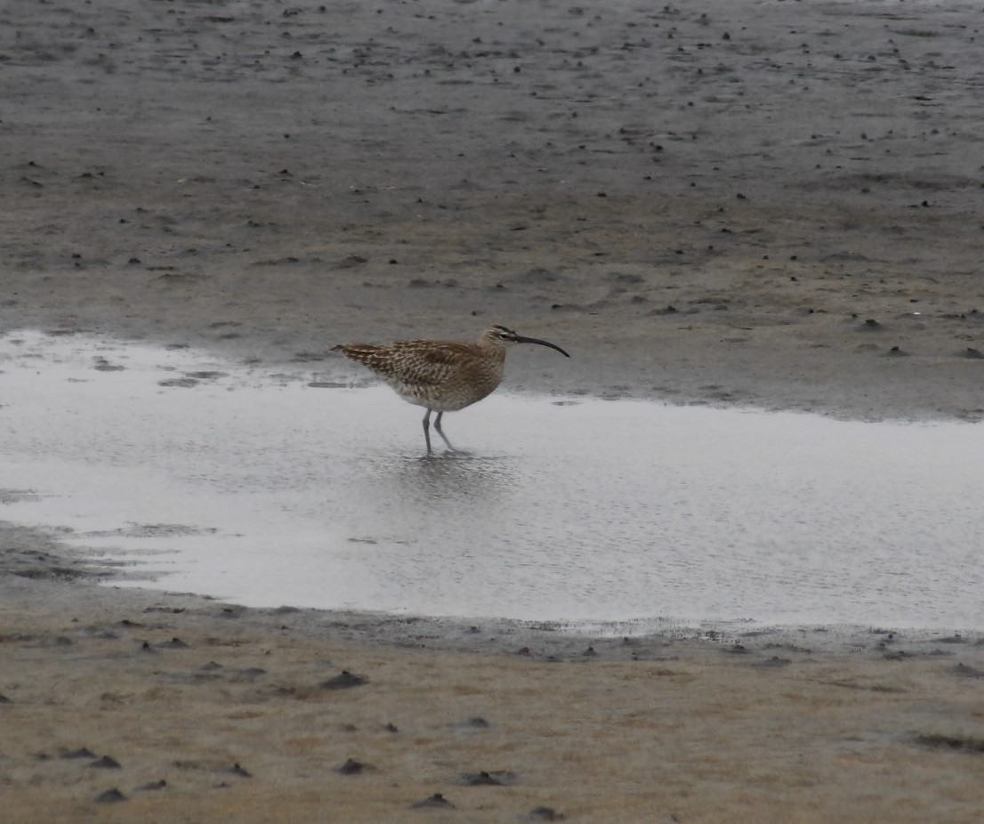 Whimbrel (Siberian) - ML620676938