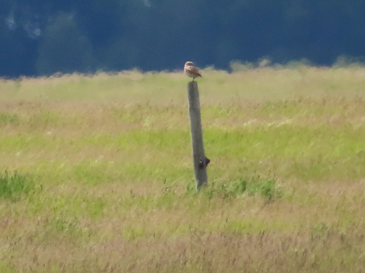 Burrowing Owl - ML620676940