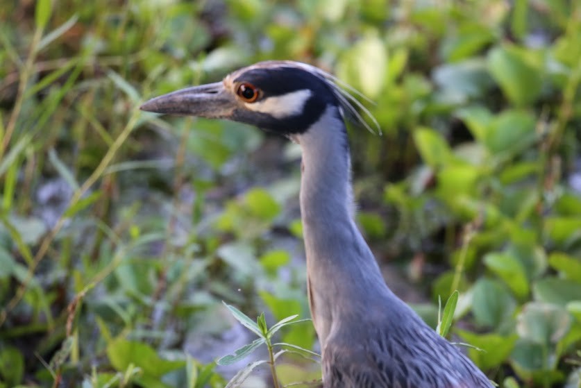 Yellow-crowned Night Heron - ML620676942