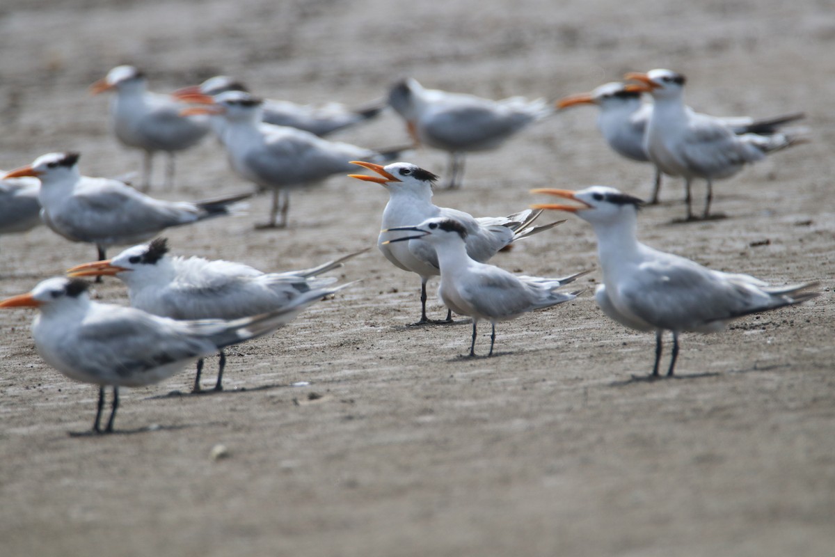 Sandwich Tern - ML620676943