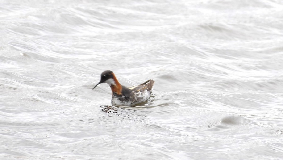 Red-necked Phalarope - ML620676946