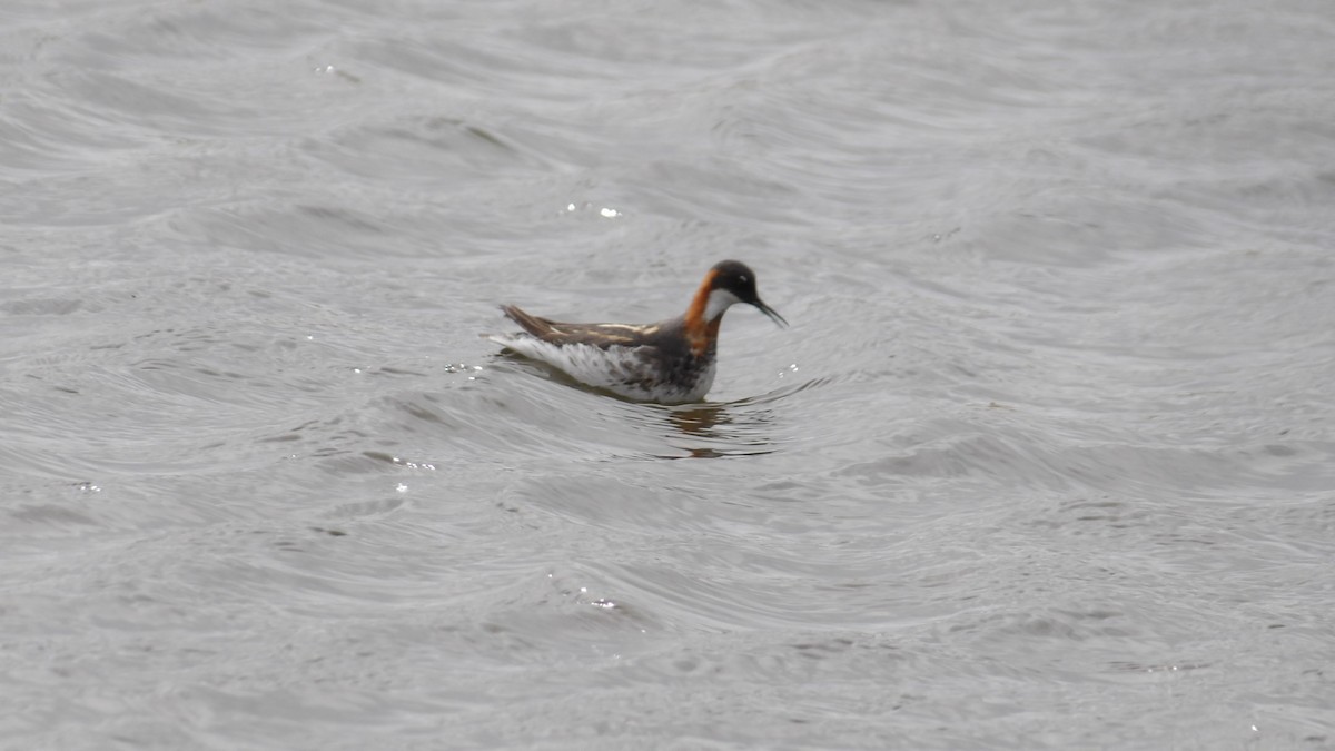 Red-necked Phalarope - Martin Selzer