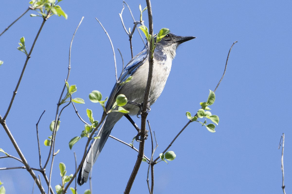 California Scrub-Jay - ML620676949