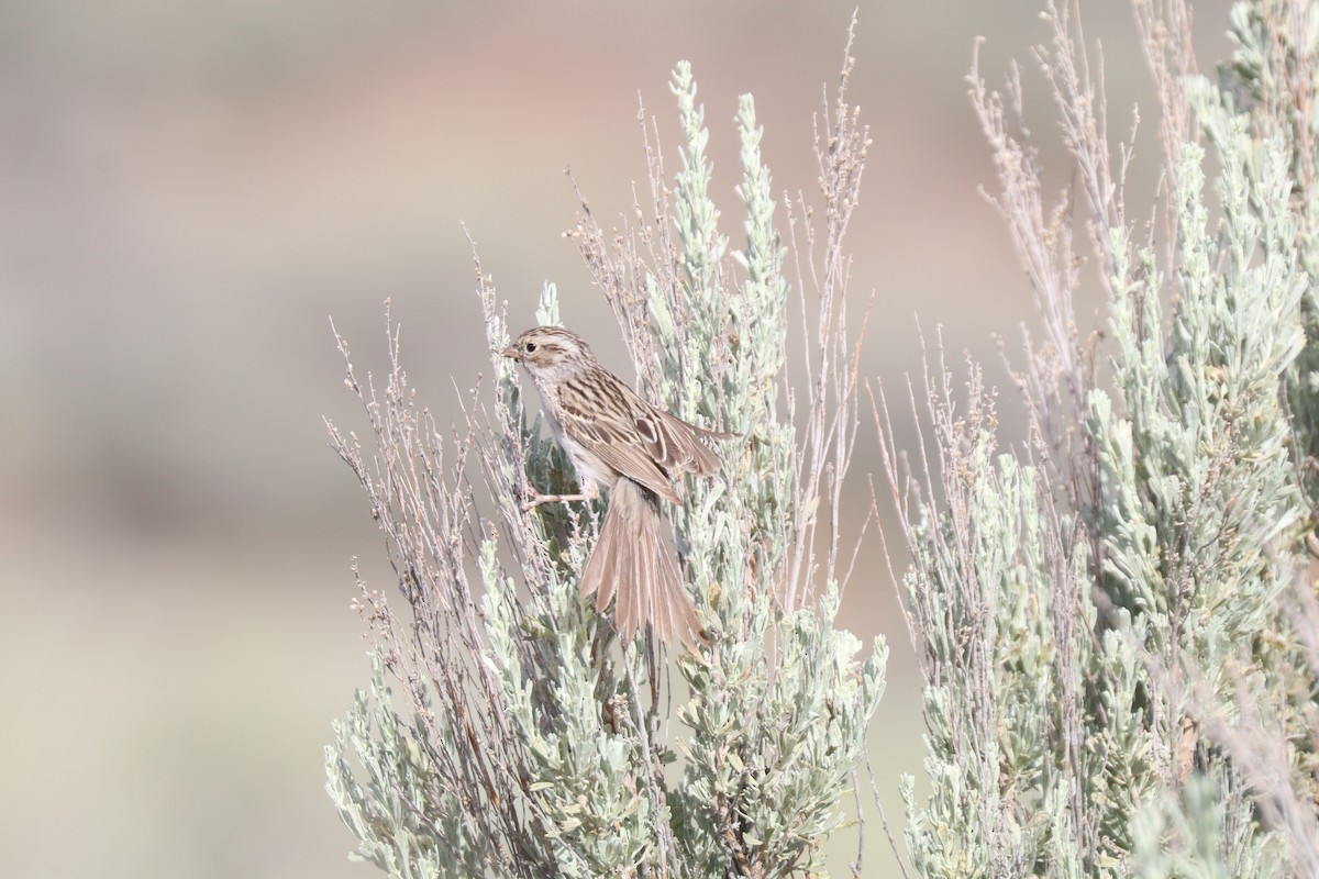 Brewer's Sparrow - ML620676950