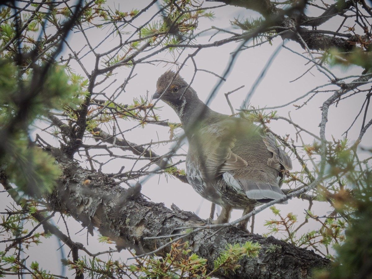 Dusky Grouse - ML620676954