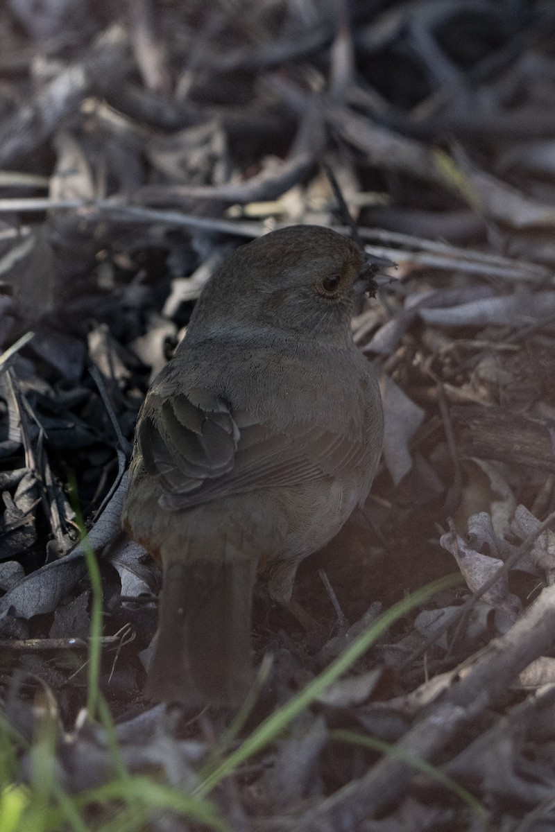 California Towhee - ML620676955