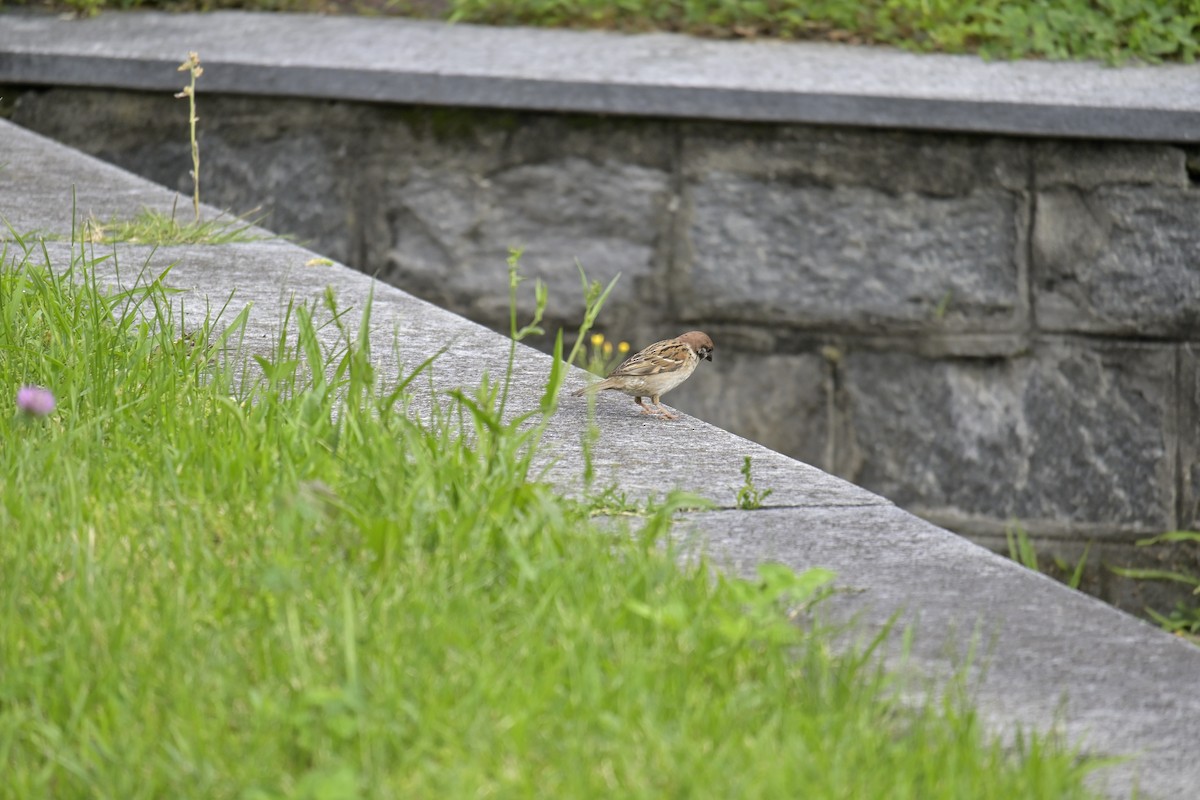 Eurasian Tree Sparrow - ML620676956