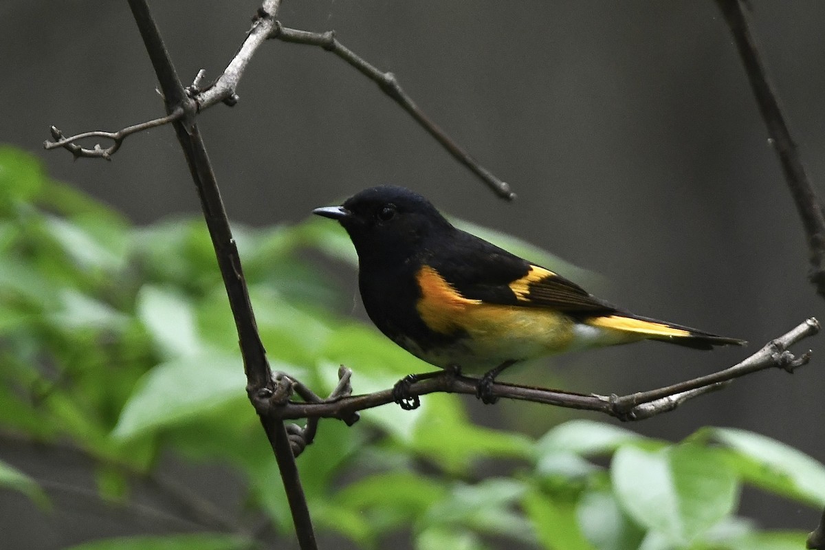 American Redstart - ML620676964