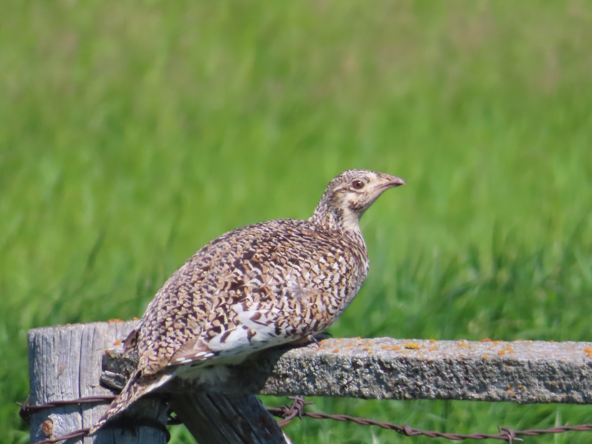 Sharp-tailed Grouse - ML620676966