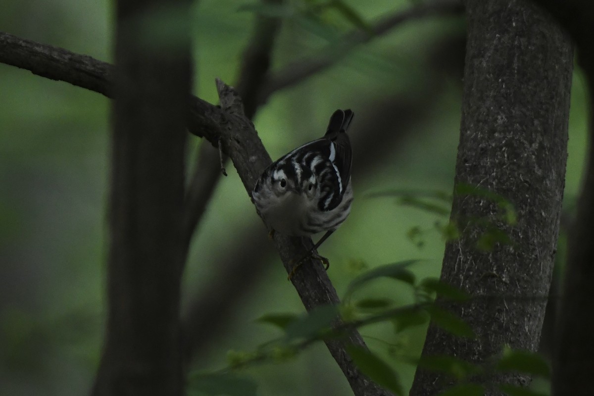 Black-and-white Warbler - ML620676969