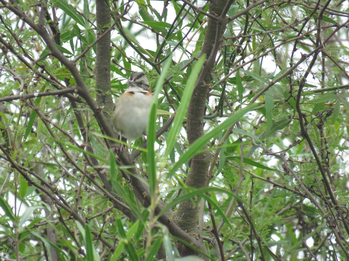 Rufous-collared Sparrow - ML620676972