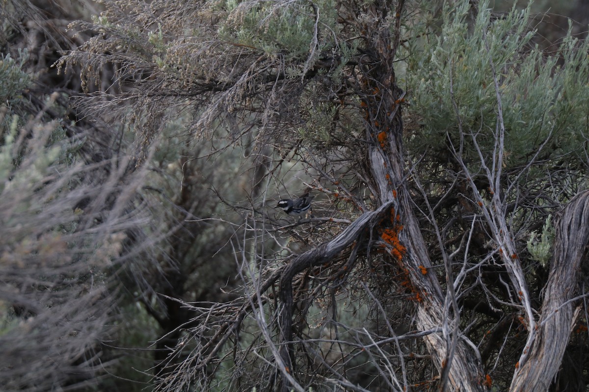 Black-throated Gray Warbler - ML620676974