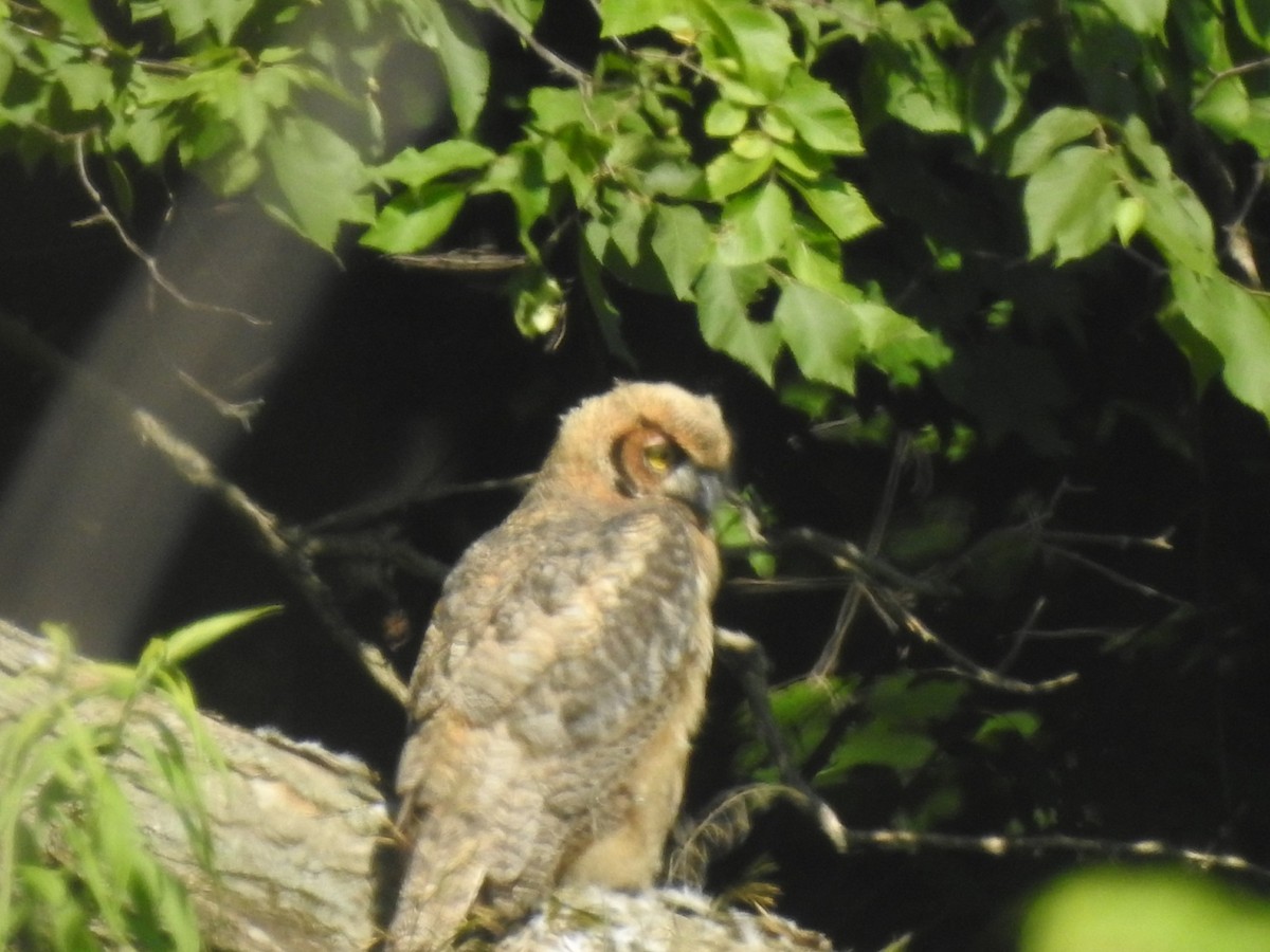 Great Horned Owl - ML620676976