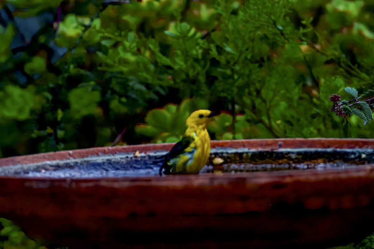 Prothonotary Warbler - ML620676977