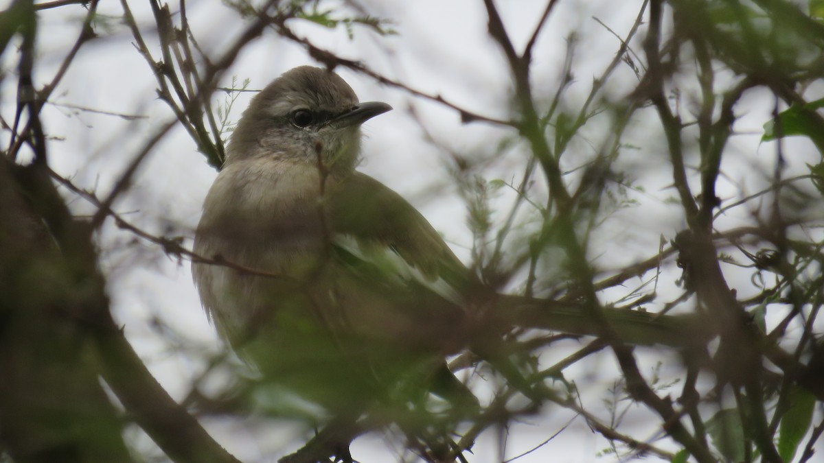 White-banded Mockingbird - ML620676981