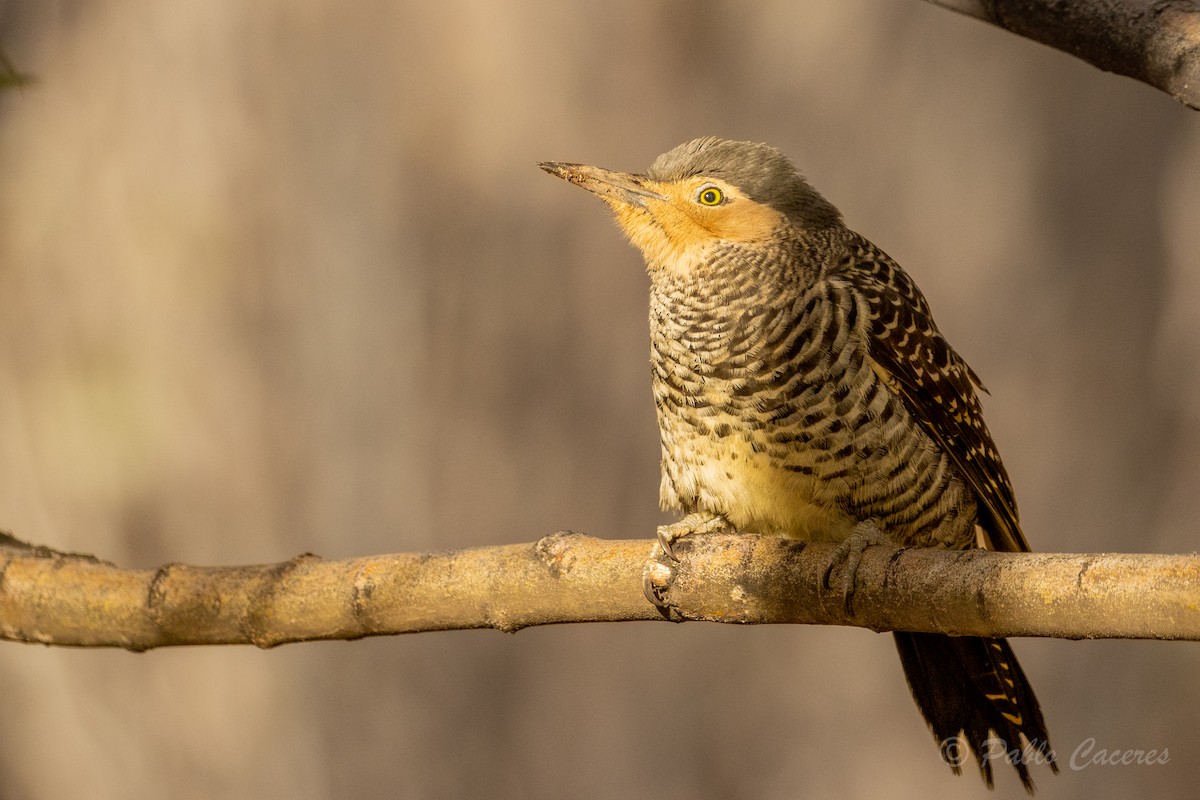 Chilean Flicker - Pablo Andrés Cáceres Contreras