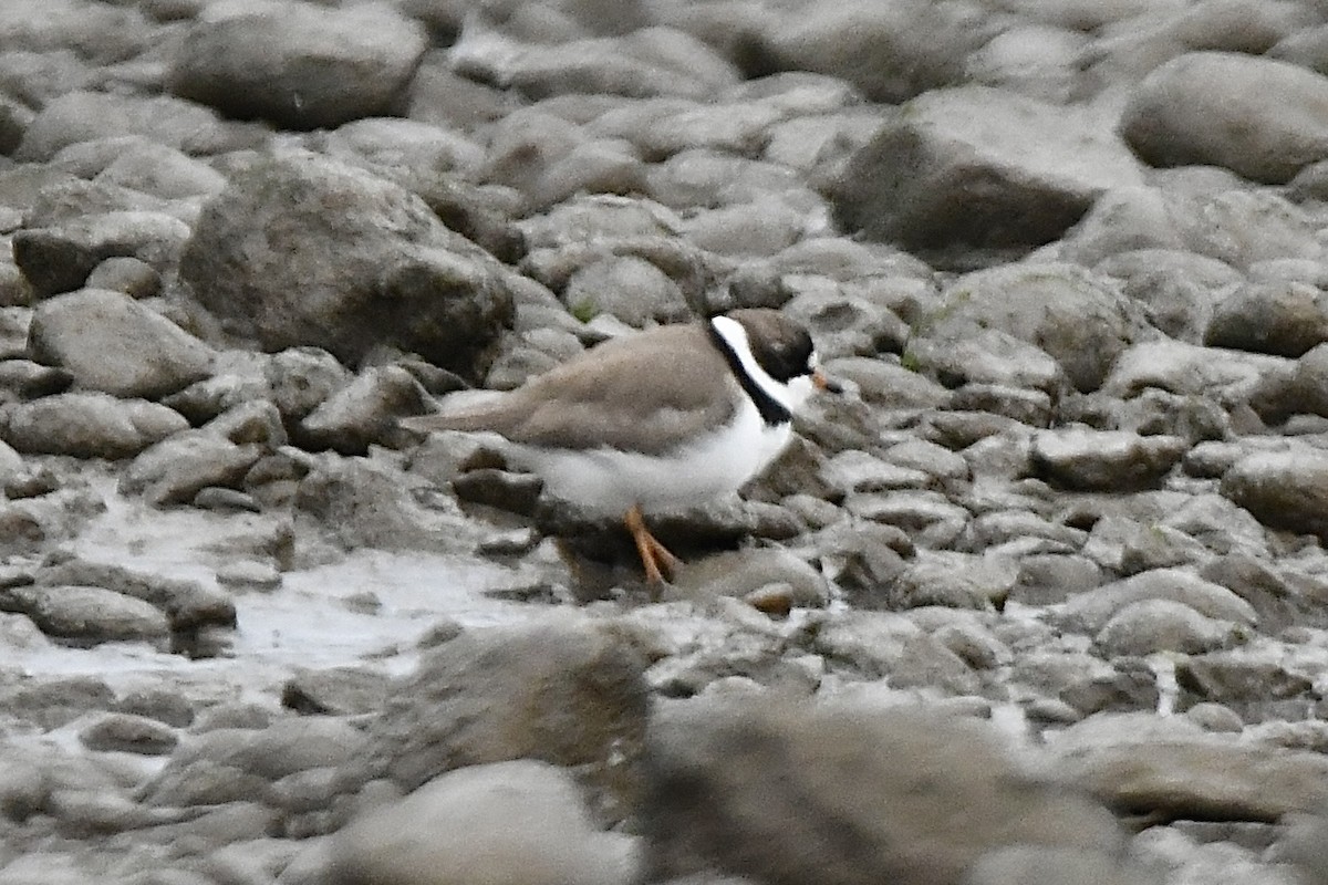 Semipalmated Plover - ML620676999