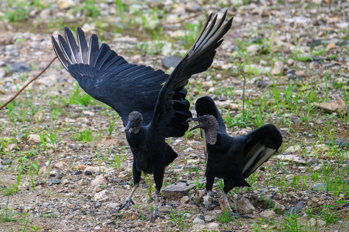 Black Vulture - ML620677000