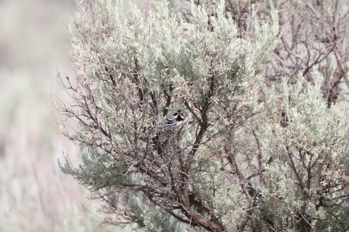 Black-throated Gray Warbler - ML620677001