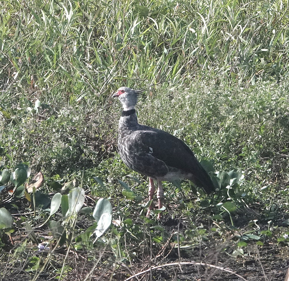 Southern Screamer - ML620677003