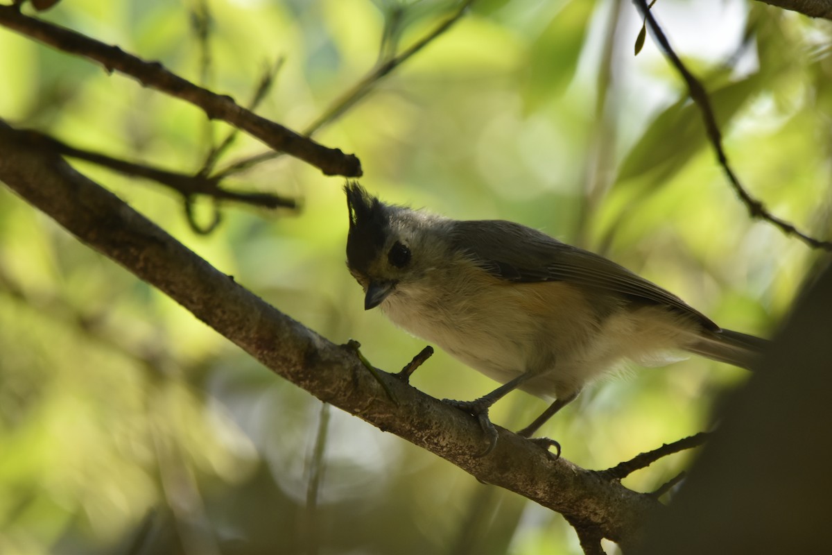 Black-crested Titmouse - ML620677004