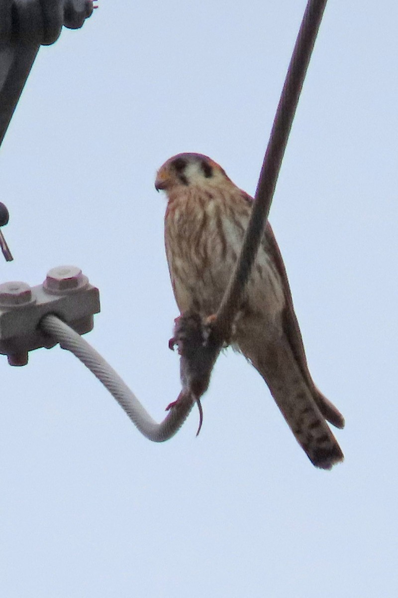 American Kestrel - ML620677008