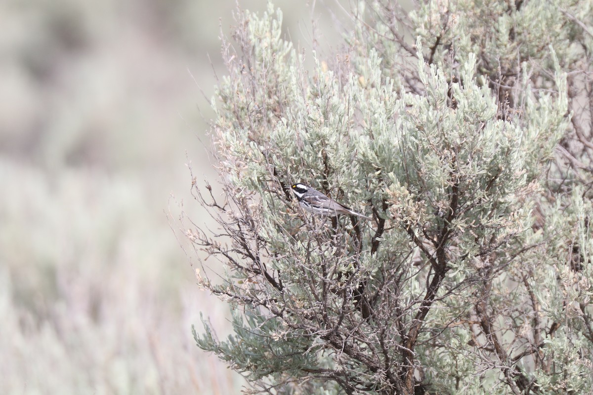 Black-throated Gray Warbler - Matt Conn