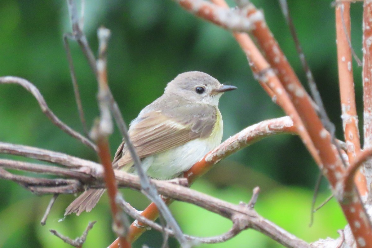 Warbling Vireo - ML620677018