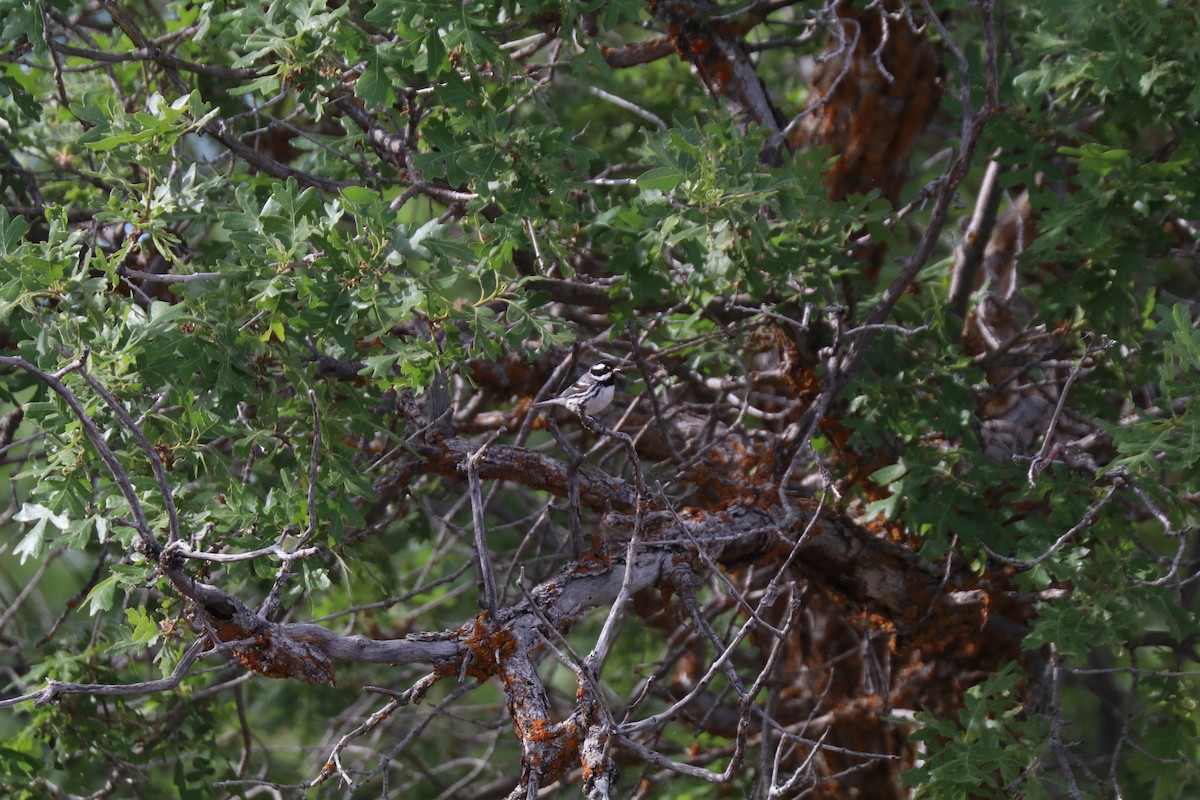 Black-throated Gray Warbler - ML620677019