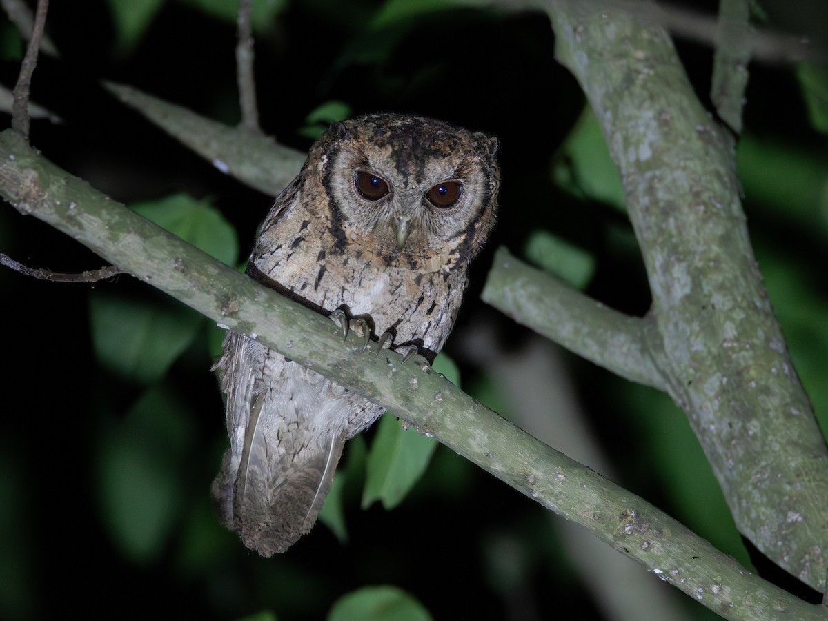 Collared Scops-Owl - ML620677020