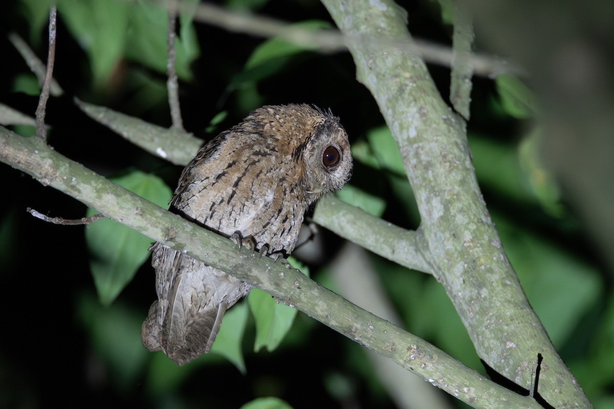 Collared Scops-Owl - ML620677021