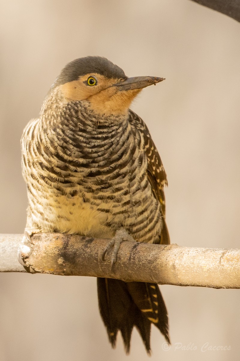 Chilean Flicker - ML620677023