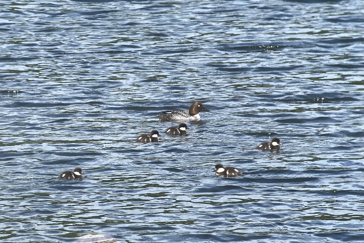 Common Goldeneye - ML620677028