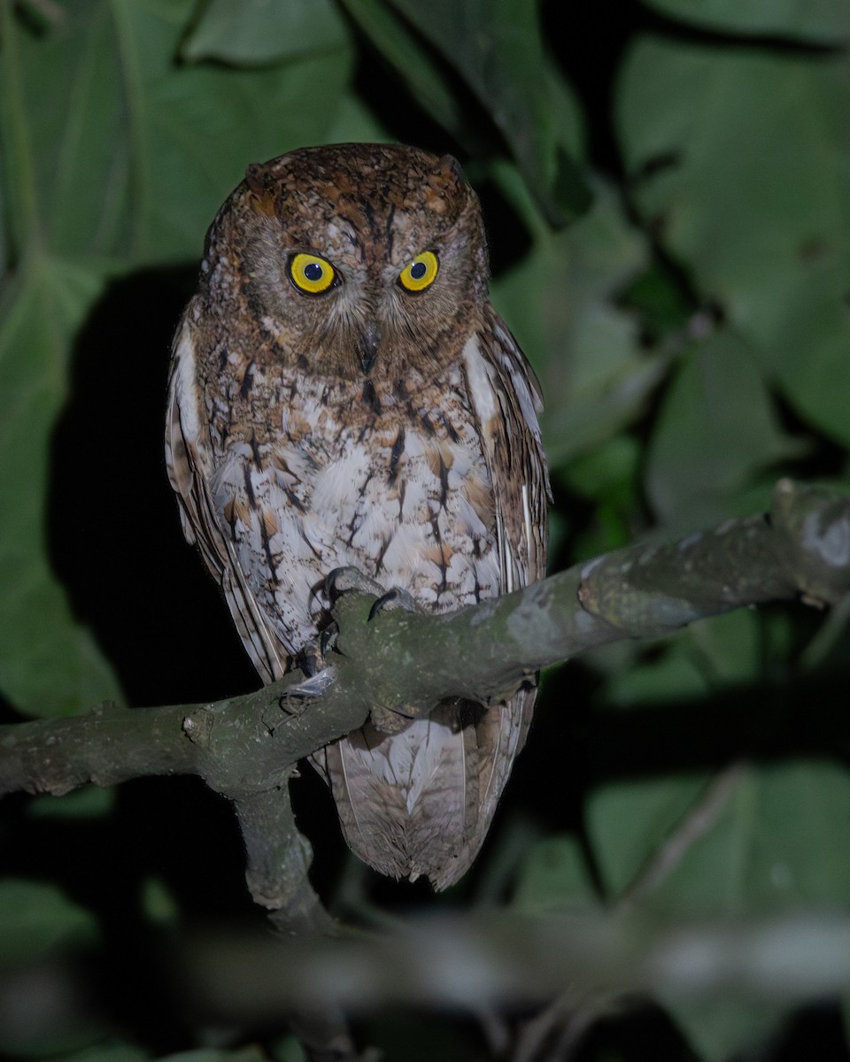 Oriental Scops-Owl - ML620677033