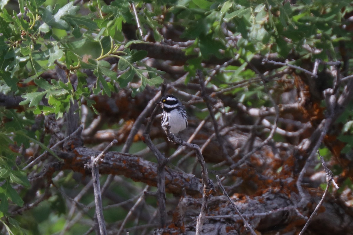 Black-throated Gray Warbler - ML620677036