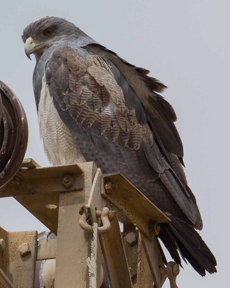 Black-chested Buzzard-Eagle - ML620677038