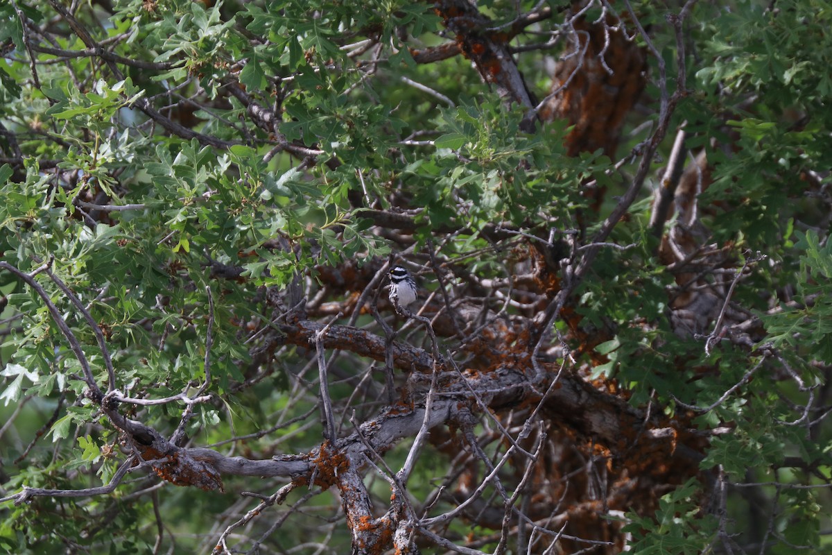 Black-throated Gray Warbler - ML620677039