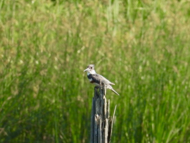 Belted Kingfisher - ML620677048