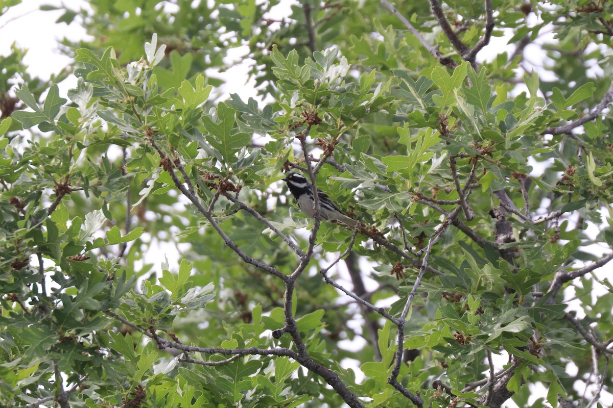 Black-throated Gray Warbler - ML620677049