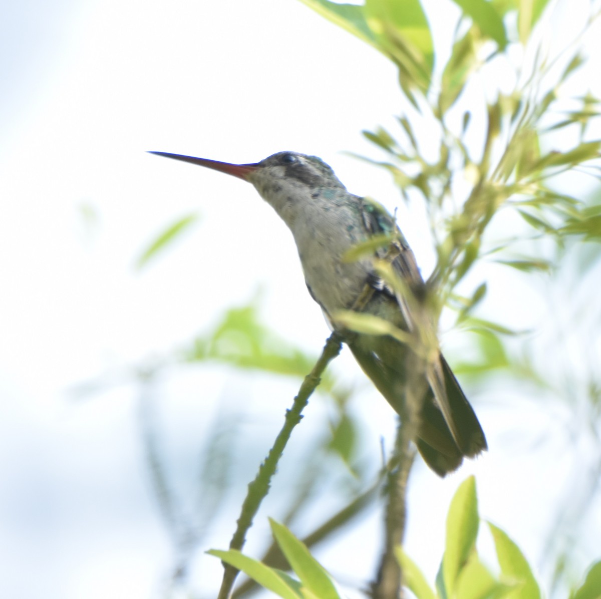 Colibrí Piquiancho Común - ML620677050