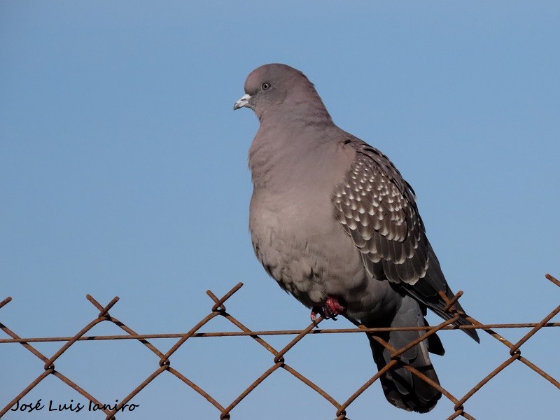 Spot-winged Pigeon - ML620677052