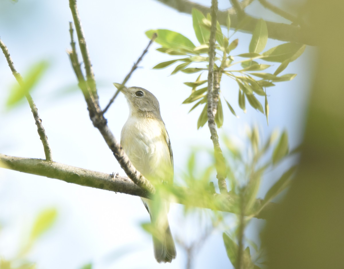 Braunaugenvireo - ML620677053