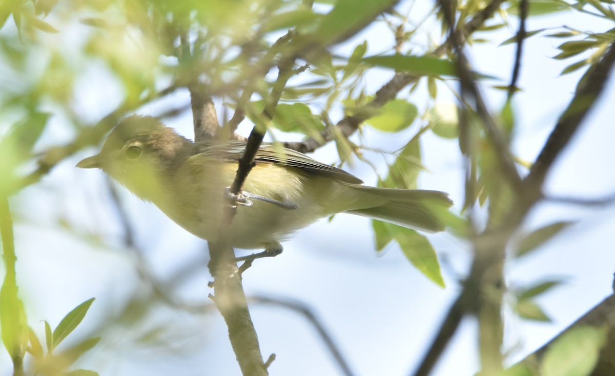 Bell's Vireo - ML620677054