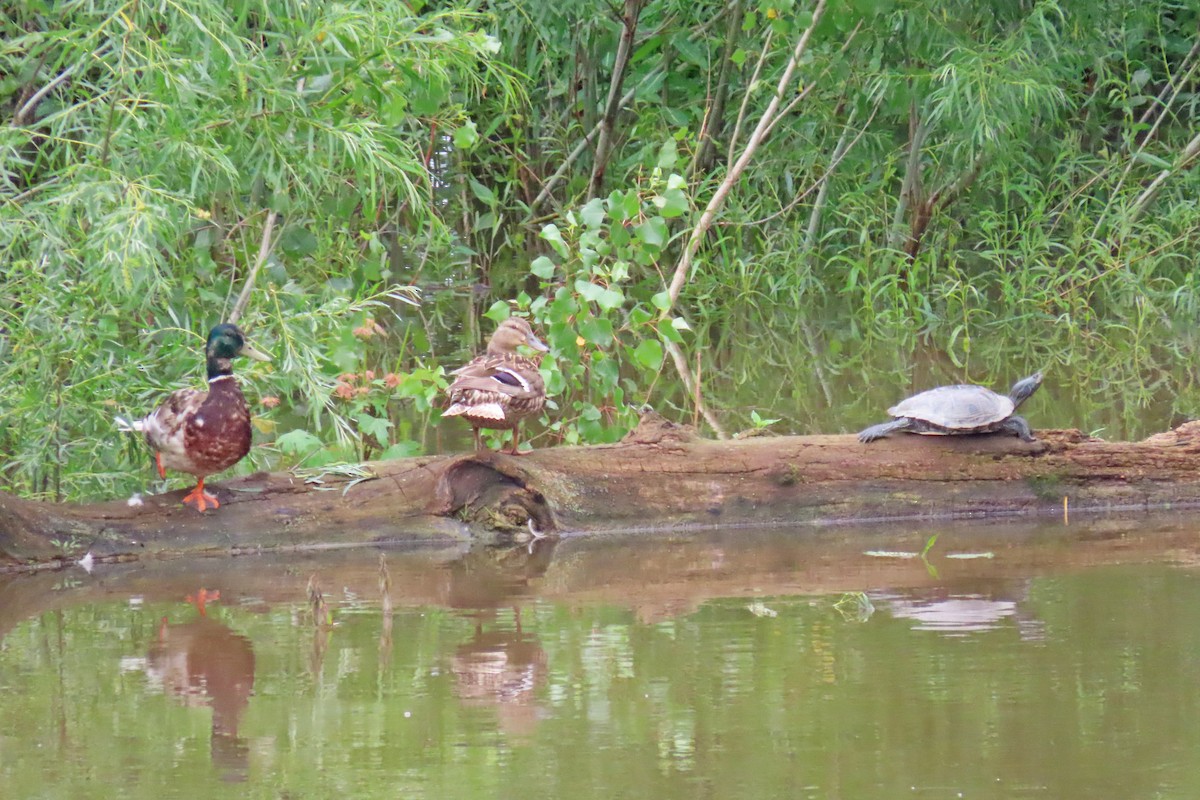 Canard colvert - ML620677055