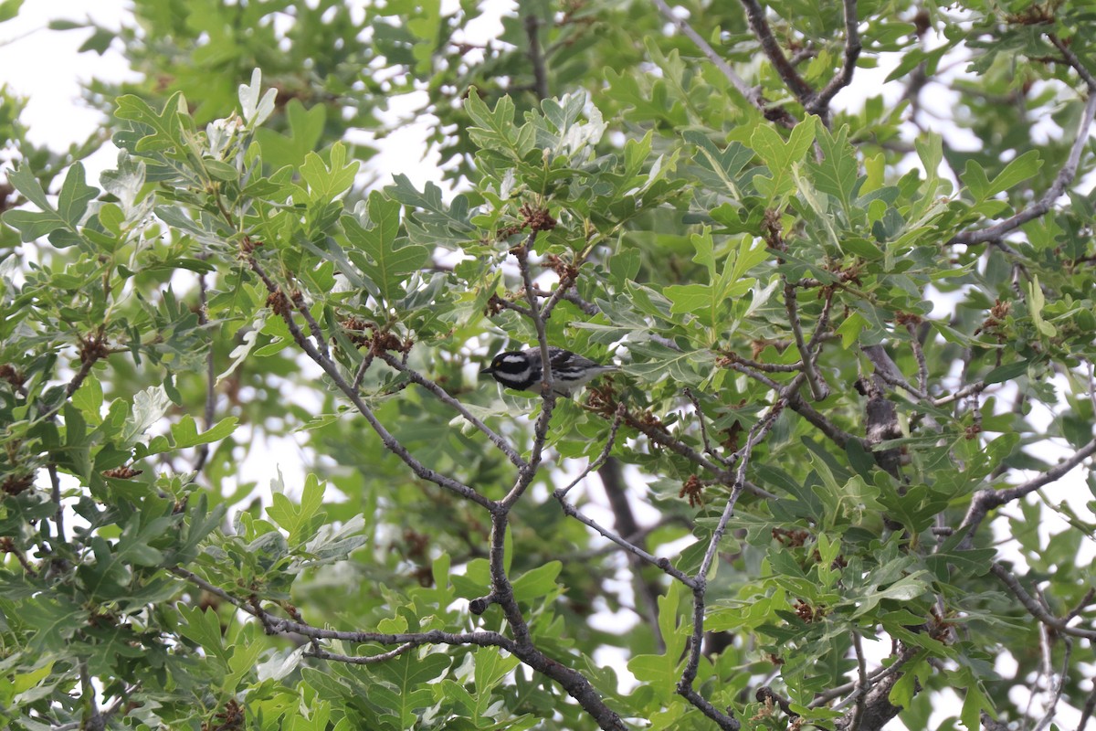 Black-throated Gray Warbler - ML620677056