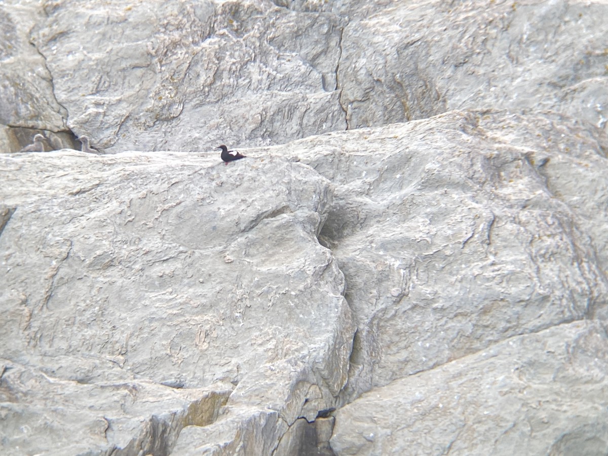 Black Guillemot - ML620677057