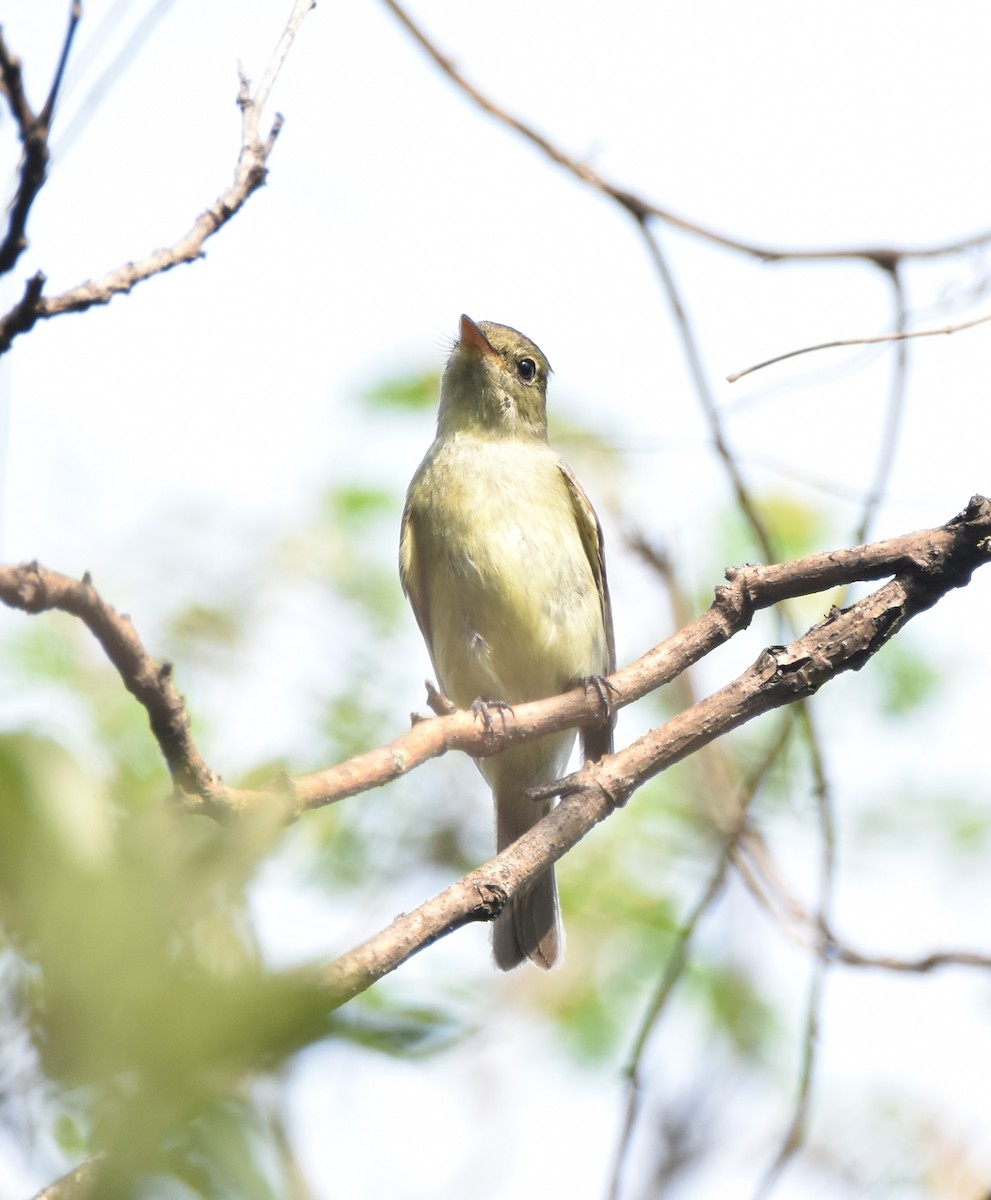 Yellow-bellied Flycatcher - ML620677058