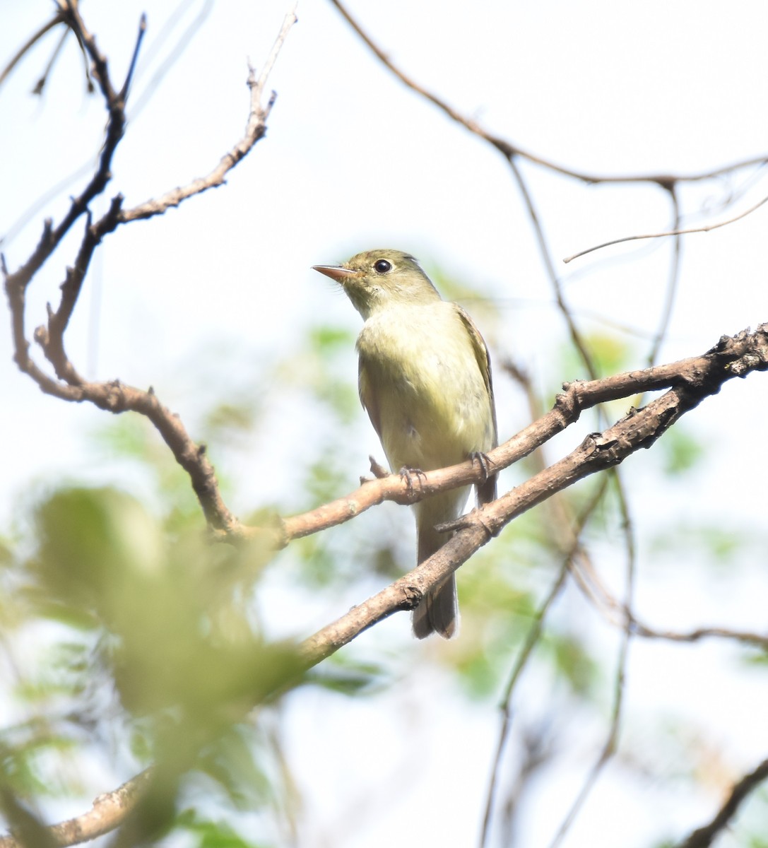 Yellow-bellied Flycatcher - ML620677059